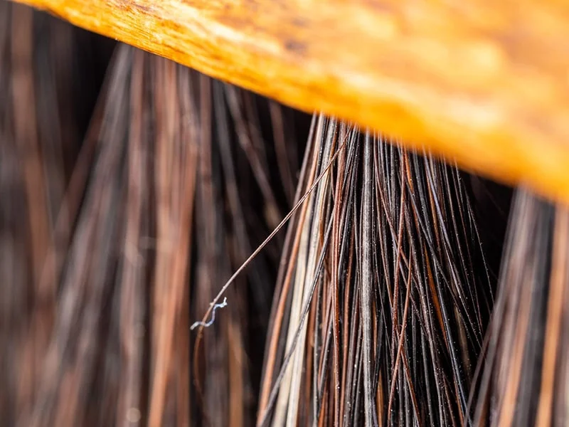 Close up image of brush bristles - Bondline