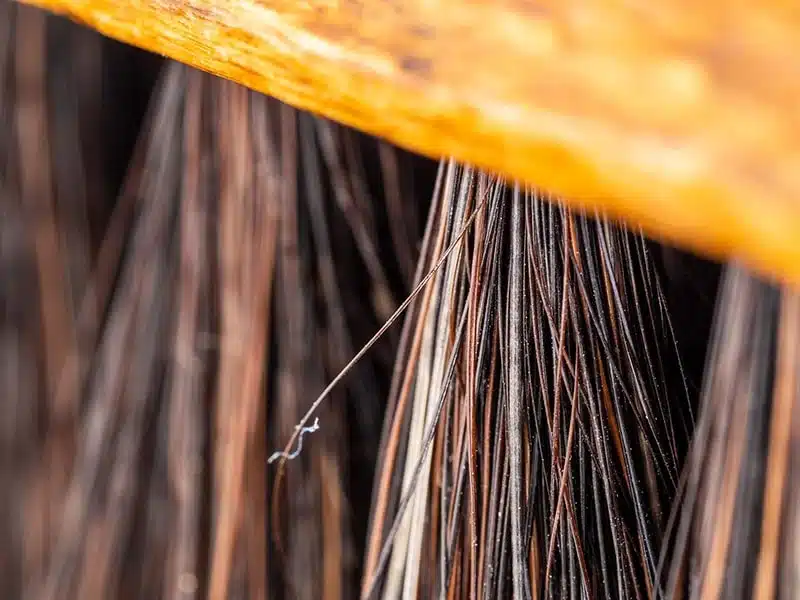 Close up image of brush bristles - Bondline